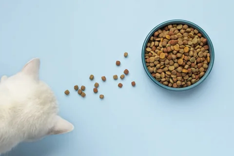 غذای گربه خشک مدیکال دندانی برای کاهش جرم دهان